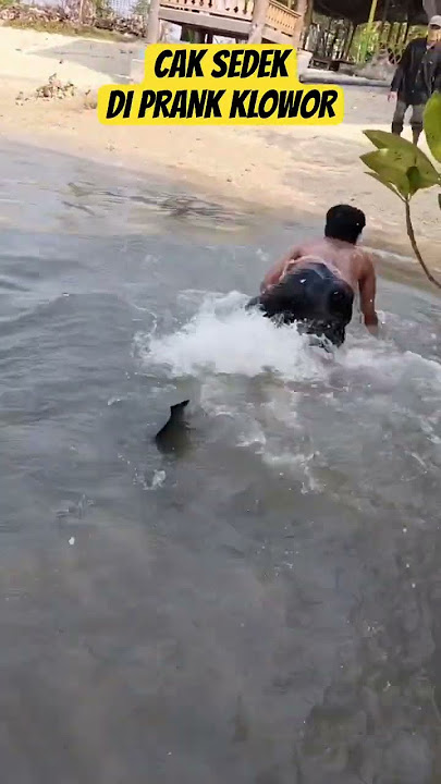 CAK SEDEK DI KEJAR HIU