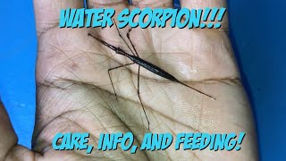 Water Scorpion Care, Info, And Feeding!