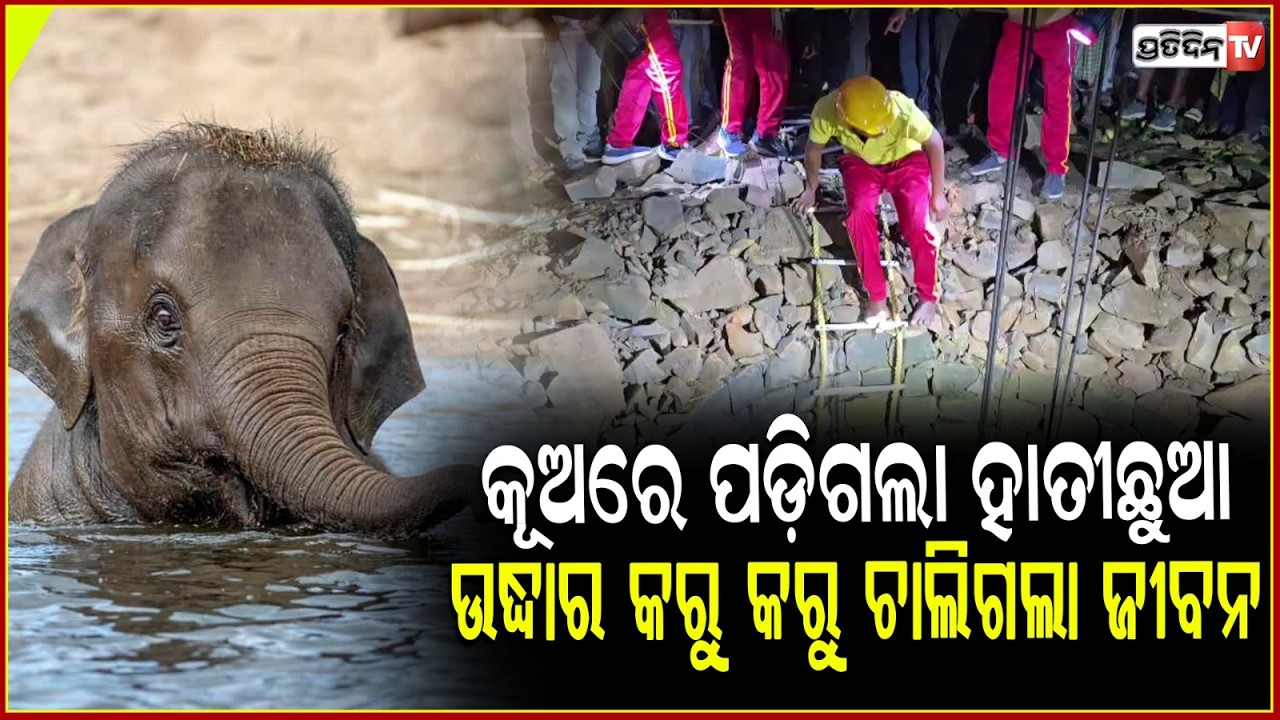 କୂଅରେ ପଡ଼ିଗଲା ହାତୀଛୁଆ, ଉଦ୍ଧାର କରୁ କରୁ ଚାଲିଗଲା ଜୀବନ l  Elephant Calf Dies in keonjhar