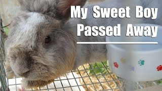 Silven my Last Angora Rabbit Suddenly Died of Heatstroke (Graphic)