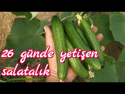 Video: Salata Kaç Günde Kabarır