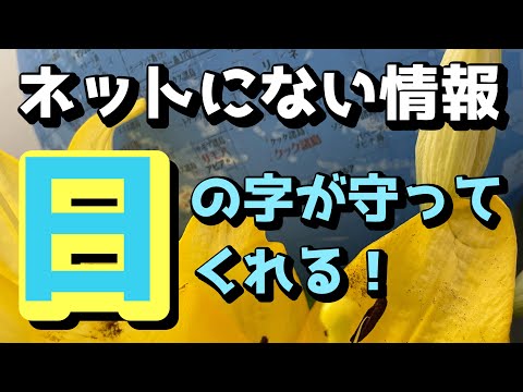 ☀️『日』の字の魔法🪄大丈夫【真の真実】マスコミとネット❗️どっちが正しい⁉️しかしネットにない情報にこそ「何か」があるのかもしれない🌎