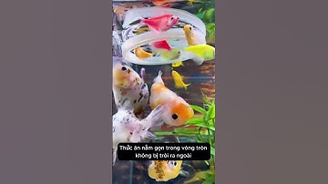 Cốc ăn cá đơn giản nhưng cực hữu ích cá ăn khỏe bể trong veo #aquarium #youtubeshorts