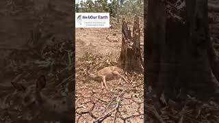 Deforestation it leads to serious problems like climate change, soil erosion, and loss of wildlife.
