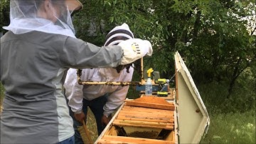Introducing a swarm into a top bar hive