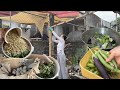 Harvesting & cooking vegetables| Feeding chickens with moringa leaves| Building a cucumber trellis.