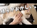 暴れん坊の子猫が病院後に急変！デレデレに甘えてきました…