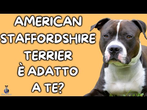 Video: Cuccioli di American Staffordshire Pit Bull Terrier