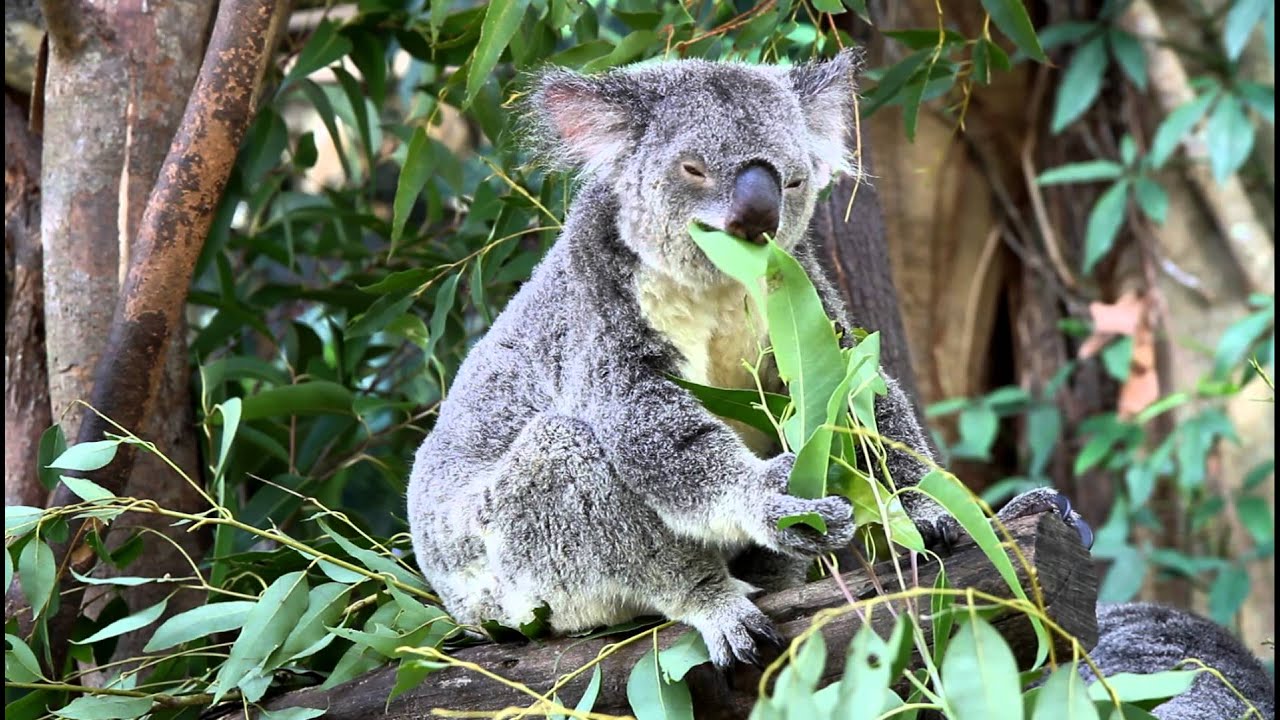 ユーカリを食べるコアラ Koala eating eucalyptus leaves YouTube