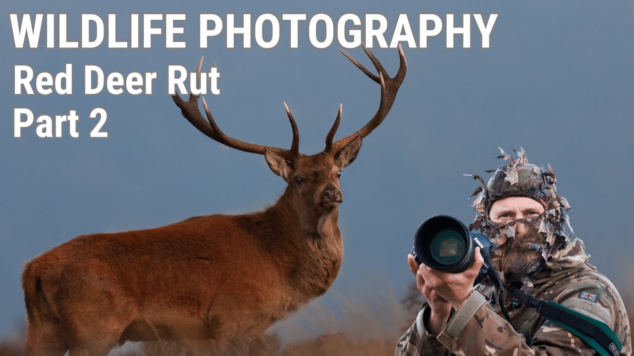 WILDLIFE PHOTOGRAPHY RED DEER RUT EXMOOR 2019 Part 1 Ruting Stags