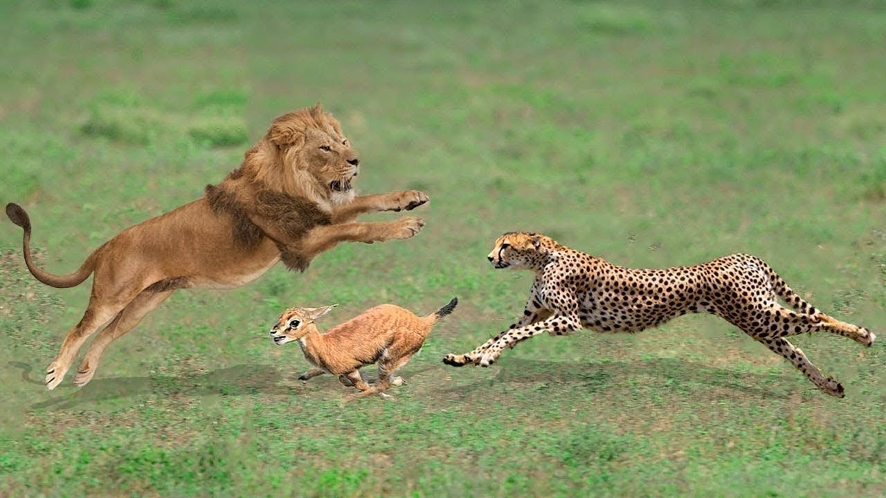 RACE TIGER VS LION CHEETA VS SHEER LION HUNNTING TIGER