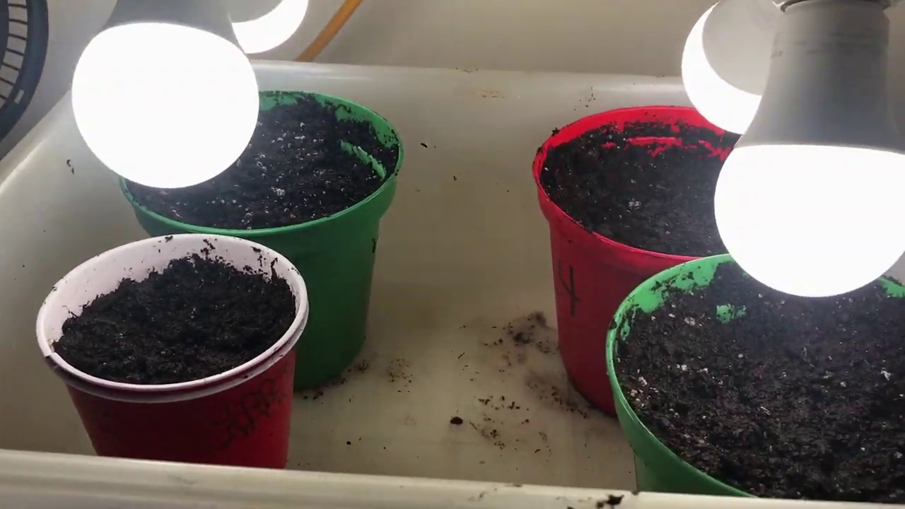 Cannabis Super Critical Germination + Planting seeds