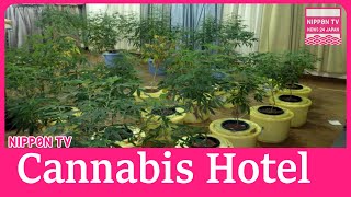 Cannabis plants found cultivated on top floor of hotel in southwest Japan