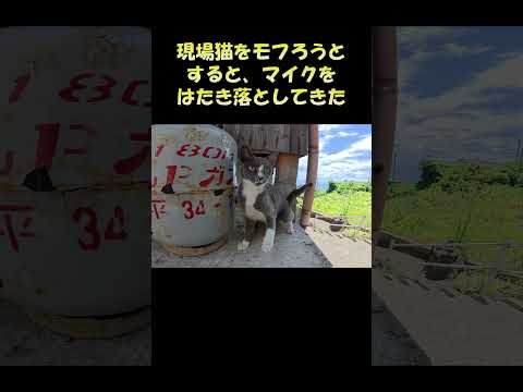 現場猫をモフろうとすると、マイクをはたき落としてきた #猫 #ねこ #cat