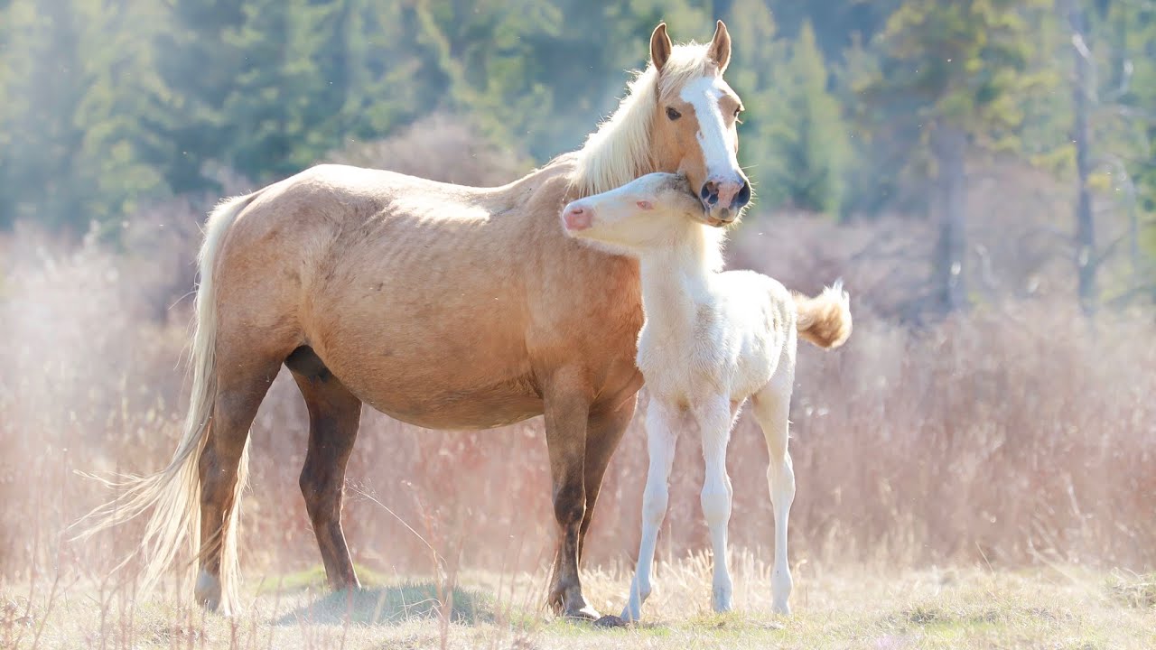 Wild Horses of Alberta - 2024 Foals