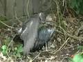 Sparrowhawk attacks a Magpie in Sussex