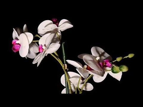 Video: Kako Učiniti Da Orhideja Procvjeta? Zašto Rastu Samo Lišće I Korijenje? Što Je Potrebno Učiniti Da Orhideja Cvate Kod Kuće Zimi?