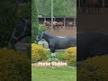 Horse Stables #Animals #Wildlife #Nature #Horse #Adventure #Equestrian #Animals