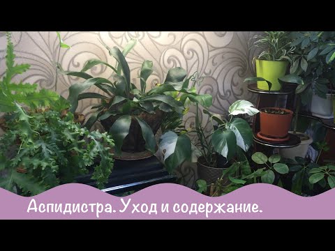 Комнатные растения. Аспидистра. Уход и содержание.