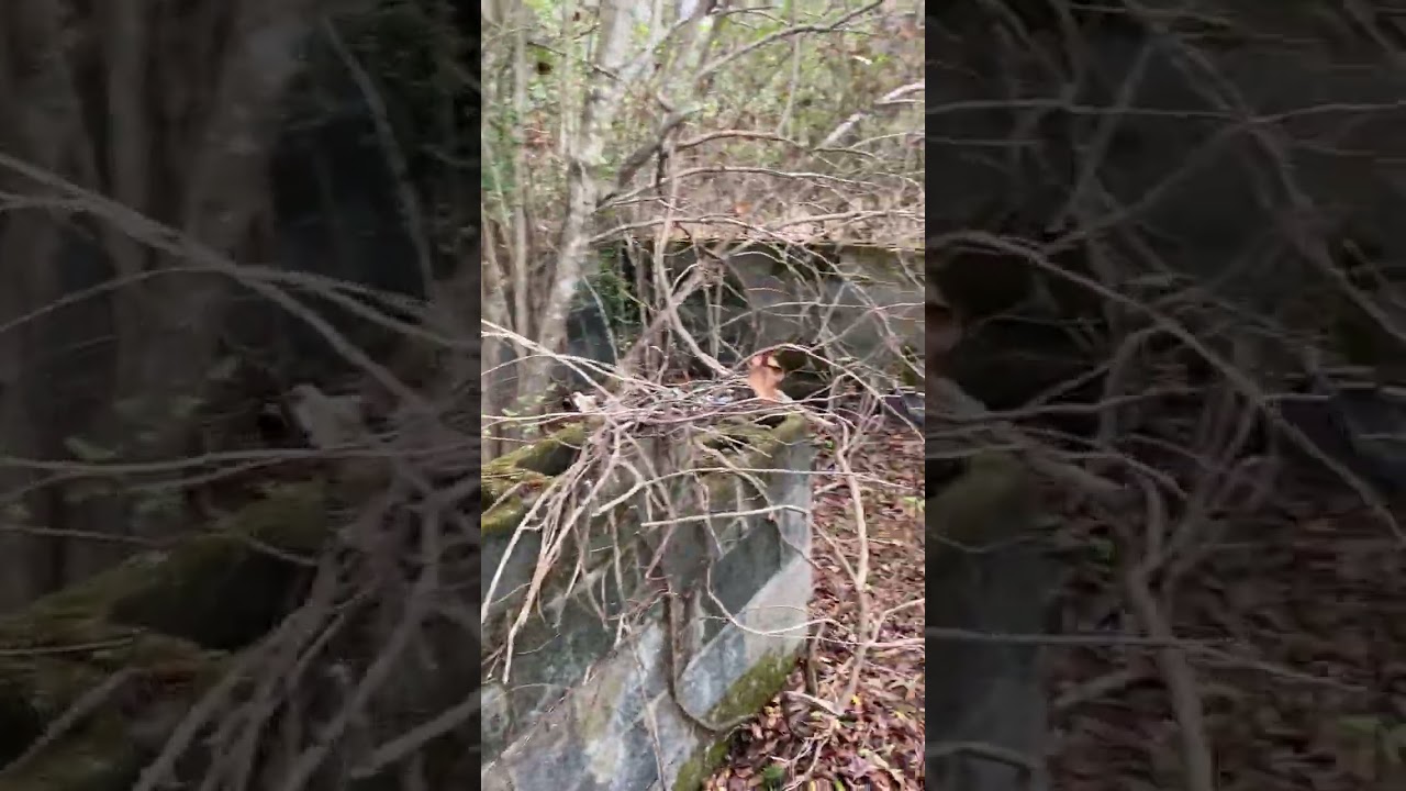 Learning patience when the task seems impossible. God’s Timing not ours