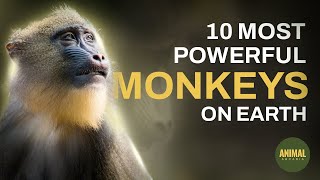 Most Powerful Monkeys on Earth: Unveiling the Strength of These Incredible Primates