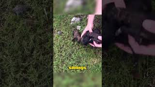 They Found the Shivering Puppy… But Then the Truth Came Out! ...Freedom Tails