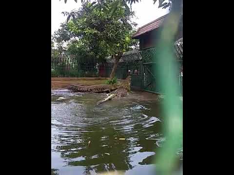 Buaya terbesar makan ayam YouTube