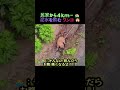 民家から4kmの島、泥水を飲んでいたぽんこつワンコ!!