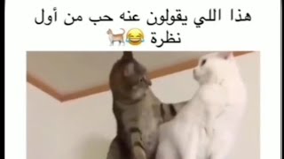 ميمز حيوانات مضحكة #2 ? animal memes