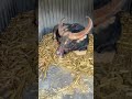 #shortvideo #trending #animals #bull #bullfarm #fyp