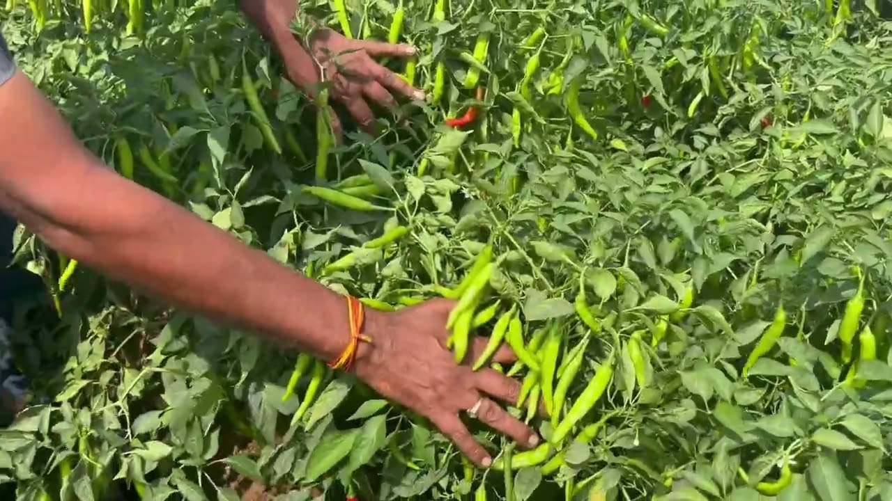 Dual purpose Only one hybrid “810” - Kalash seeds #greenchilli #drychilli #apfarmers #chilli