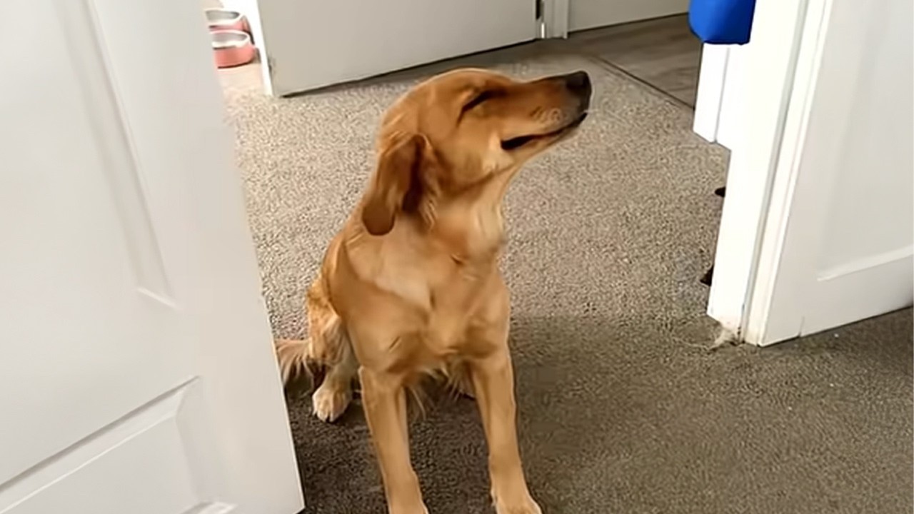 Dogs Can't Stop Being Hilarious on the Internet 🤣 Funny Animals Video 2026