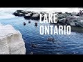 Natures haven by lake ontario serene park landscapes ducks and waterfront beauty