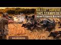 STAMPEDE! US Hunter Trapped by Millions of Boars &amp; GIGANTIC Buffalo! FULL 4K