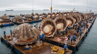 Hunderte Tonnen riesiger Jakobsmuscheln vom Tiefseegrund – Leviathans Reise aus dem Abgrund zum Schi