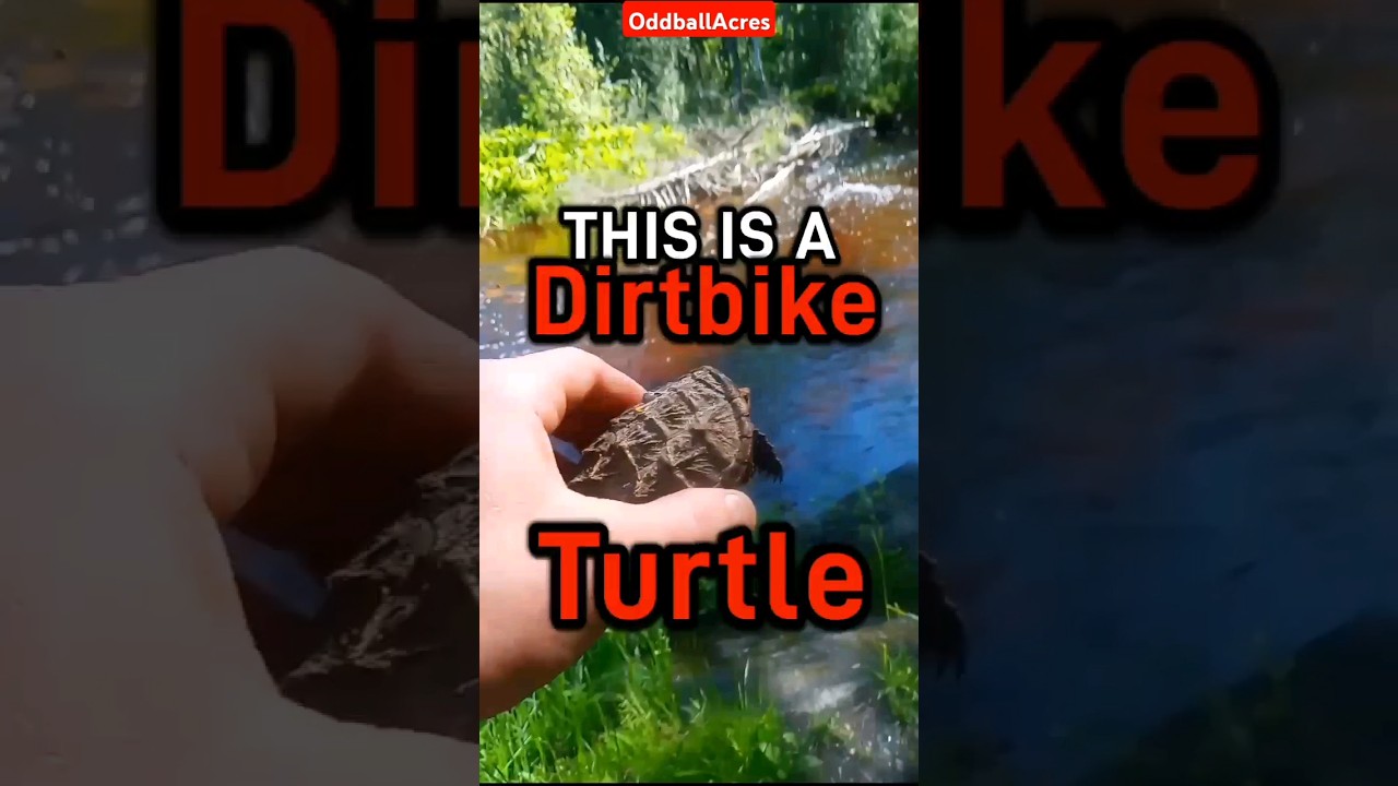 Extreme TURTLE Transport