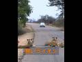 雌ライオンを救え！ #animals #動物プロダクション #動物