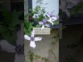 庭作り5年目🐞新たな楽しみ #garden #ガーデン #ガーデン #ガーデニング
