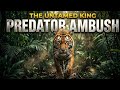 Escape Into The Wild 🌿 | Relaxing Wildlife Documentary