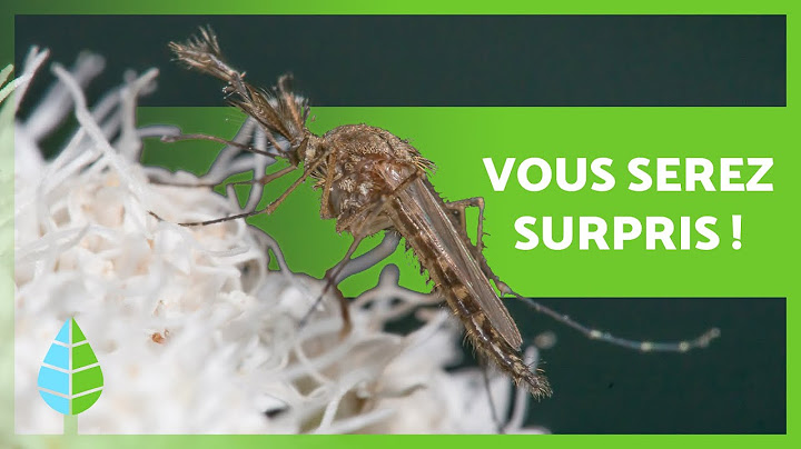 A quoi SERVENT les MOUSTIQUES ? (Fonctions et importance)