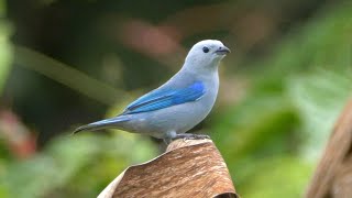 Blue-grey Tanager in Guatemala