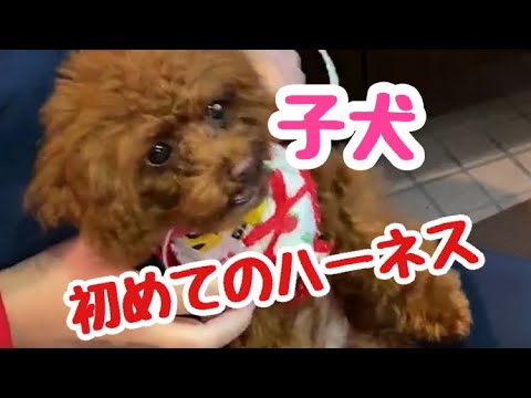 ハーネスを付けて初めてのお散歩 子犬 トイプードルのサラ Youtube