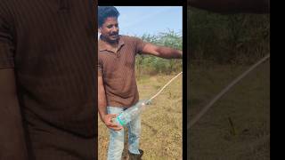 branded krait non venomous || snake kondalarao || 8341776550