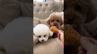 #funny #pets #shorts