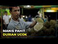 Manis Pahit Durian Ucok Medan