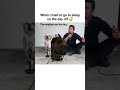 tried to both my boys(dogs) to sing along but they wasn’t in the mood 😂🤣 #dog #funny  #pets