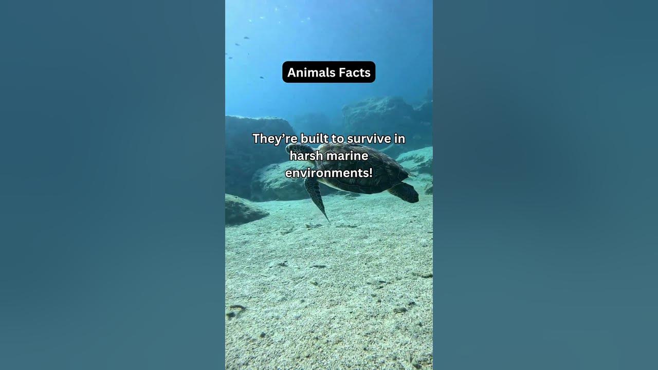 Nature’s Wildest Secrets Revealed! 🌍 You Won't Believe