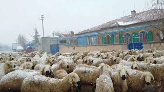 Mart Kabıdan Baktırır Kazma Kürek Yaktırır