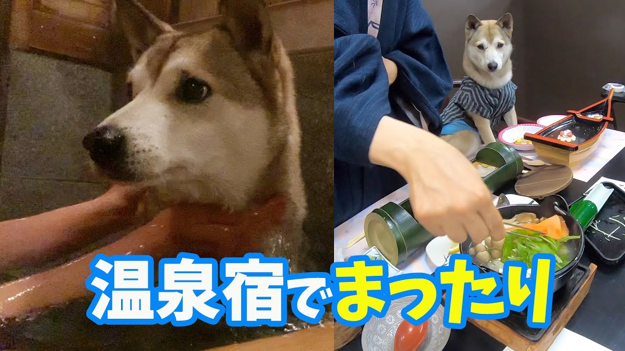 【わんこと温泉宿】美味しいご当地グルメを食べて🍽源泉掛け流し温泉に一緒に入り♨️一年の疲れを癒してきました🐶🧖‍♀️
