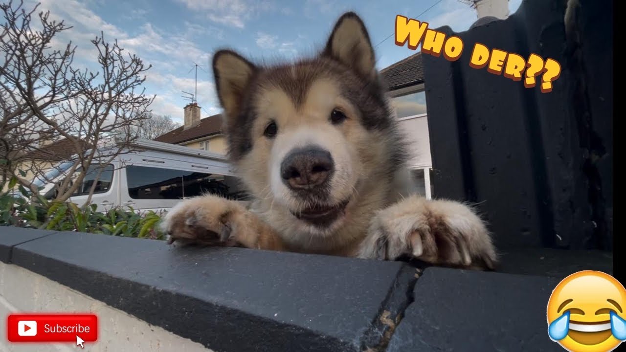 World's Cutest Guard Dogs! Beware Of The Fluff!